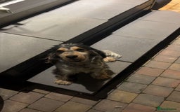 Cocker Spaniel dogs for sale: ✨show type cocker spaniel✨ - Image 20