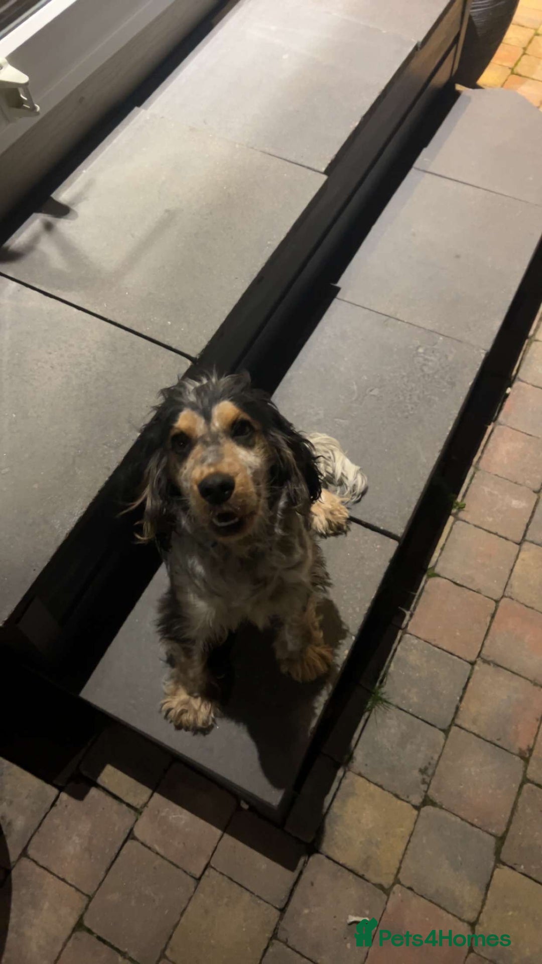 Cocker Spaniel dogs for sale: ✨show type cocker spaniel✨ - Image 20