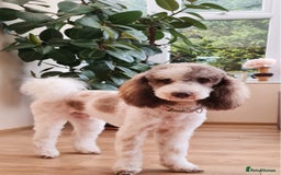 Goldendoodle dogs for stud: FULLY HEALTH TESTED! MOYEN POODLE STUD! in Kettering - Image 22