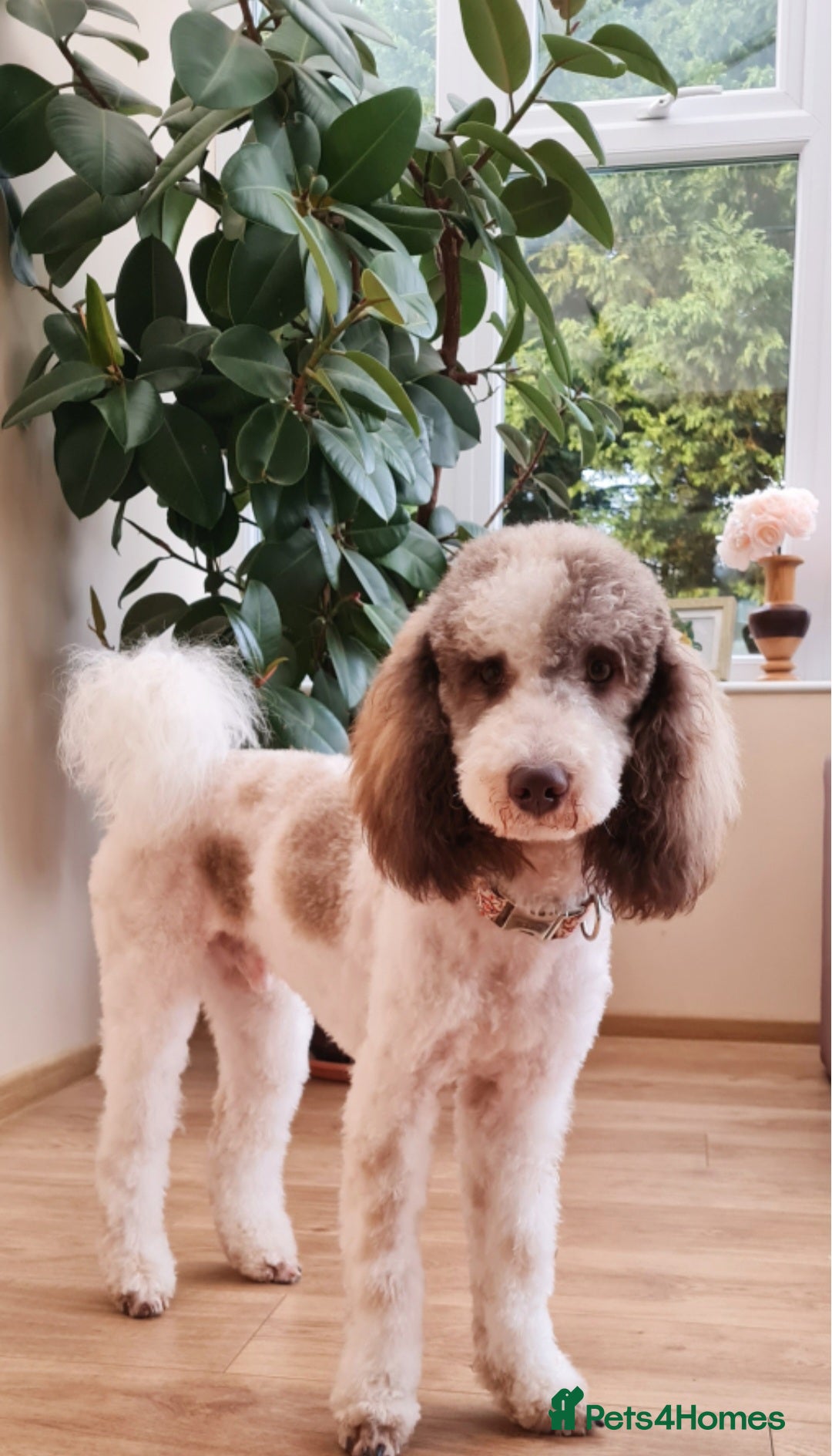 Goldendoodle dogs for stud: FULLY HEALTH TESTED! MOYEN POODLE STUD! in Kettering - Image 22