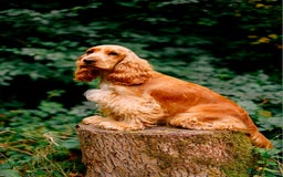 Cocker Spaniel dogs for sale: RESERVE NOW Show Champion Cocker Spaniels - Image 1