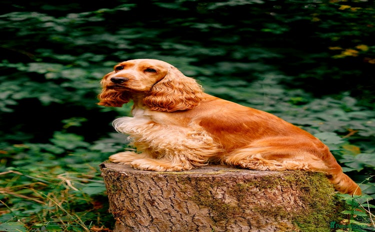 Cocker Spaniel dogs - Advert 1