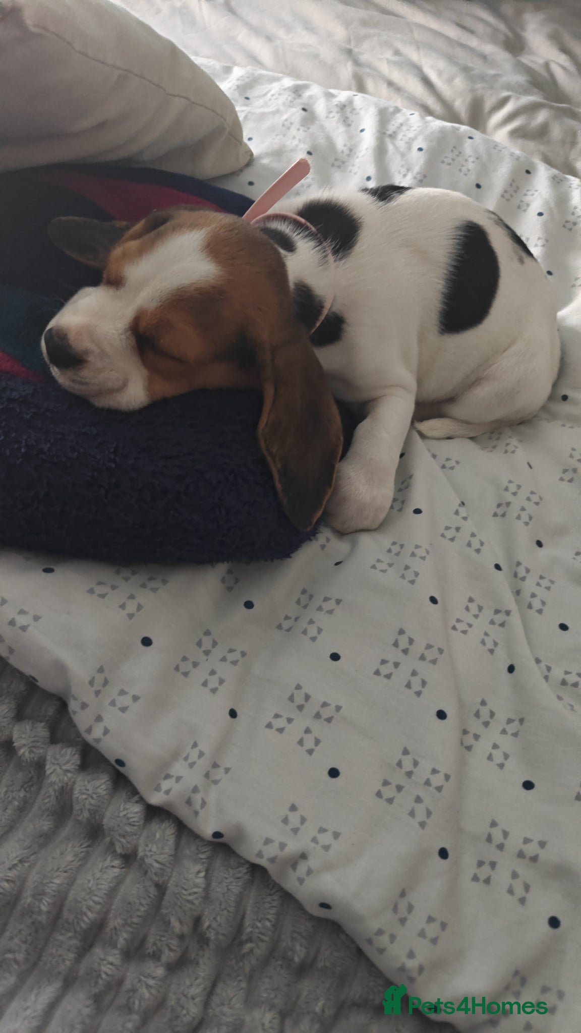 Beagle dogs for sale: Beagle female  in Prenton - Advert 5