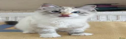 Siberian cats for sale: Beautiful Siberian kittens registered GSSF. - Advert 6
