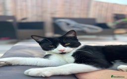 British Longhair cats for sale: British long hair boy cats - Image 12