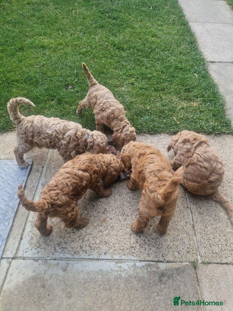 Cockapoo dogs Stunning F1B cockerpoo - Advert 1