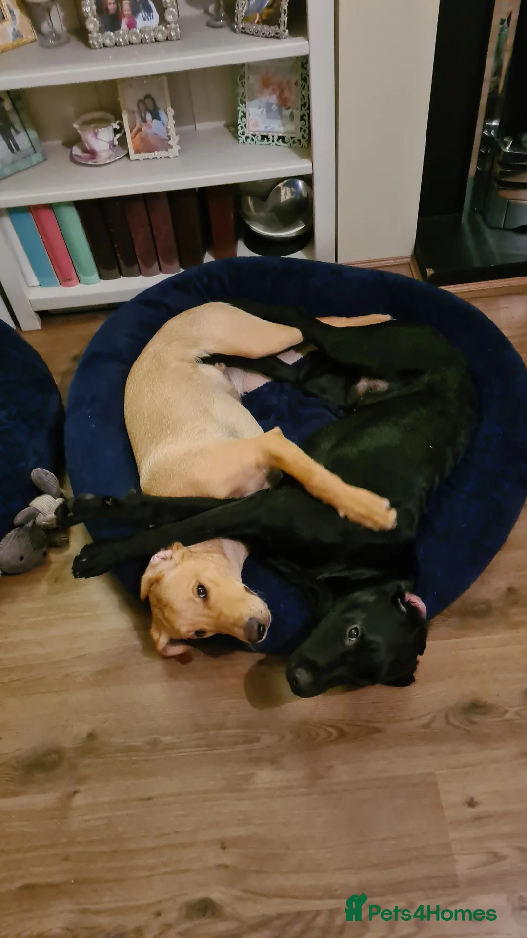 Labrador Retriever dogs for stud: Unproven Labrador Stud NO FEE. KC reg/BVA screened in Brecon - Advert 32