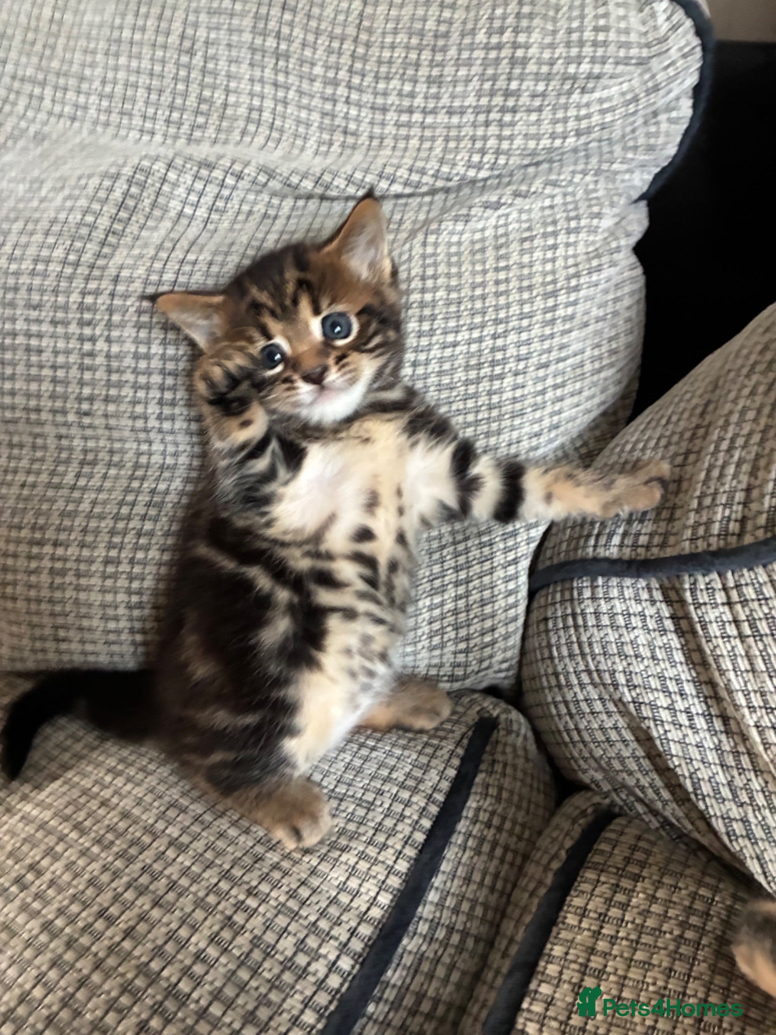 Mixed Breed cats Bengal x Maine coon kittens  - Advert 19