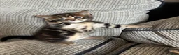 Mixed Breed cats for sale: Bengal x Maine coon kittens  in Rugeley - Advert 2