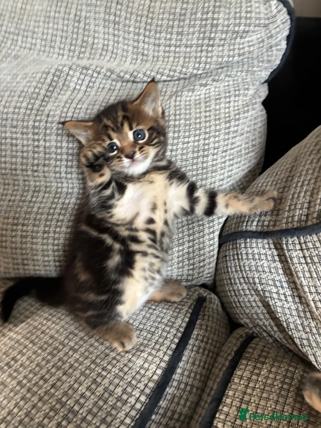 Mixed Breed cats for sale: Bengal x Maine coon kittens  in Rugeley - Advert 2