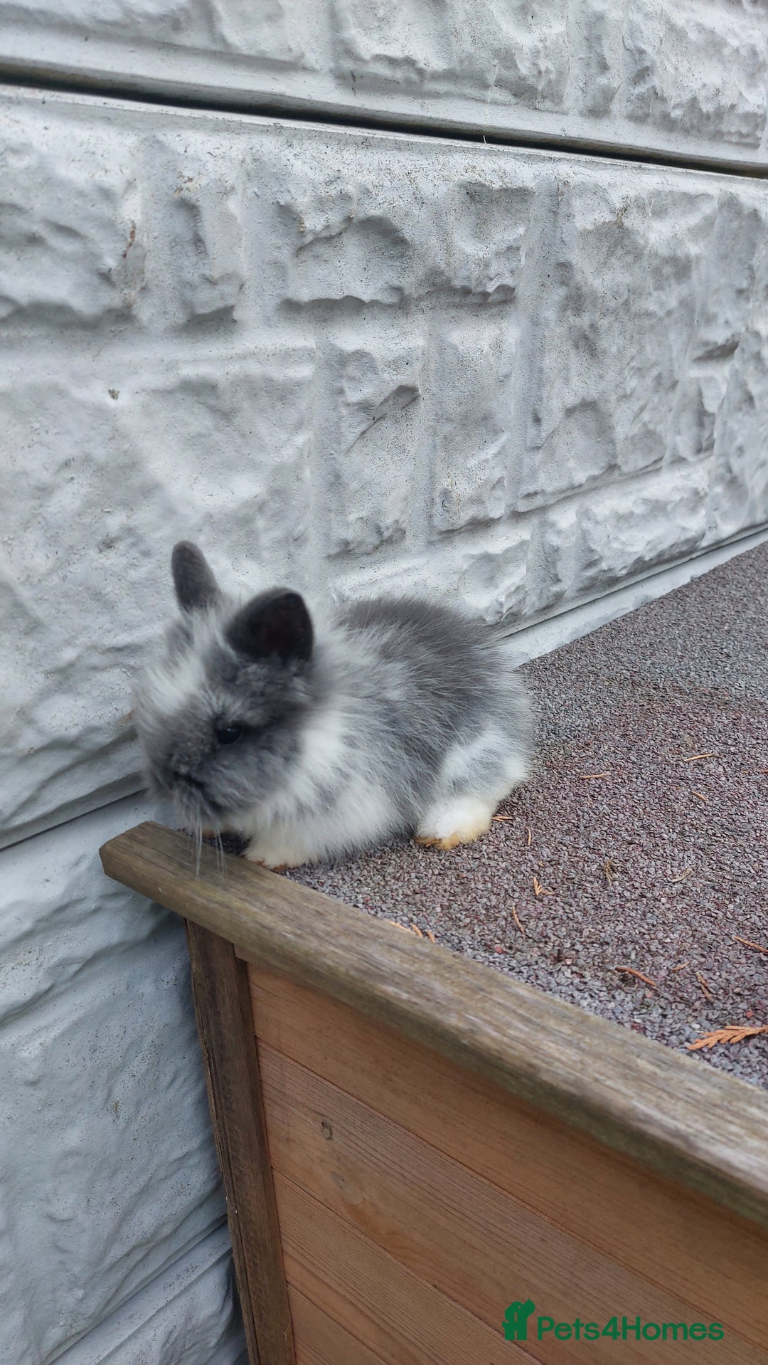 Lionhead rabbits for sale: Wonderful bunnies 07405173733  - Image 11