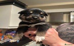 Mixed Breed dogs for sale: 10 Beautiful Rottsky Puppies  - Image 10