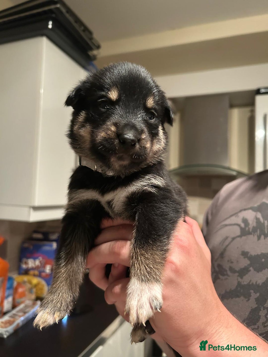 Mixed Breed dogs for sale: 10 Beautiful Rottsky Puppies  - Image 10