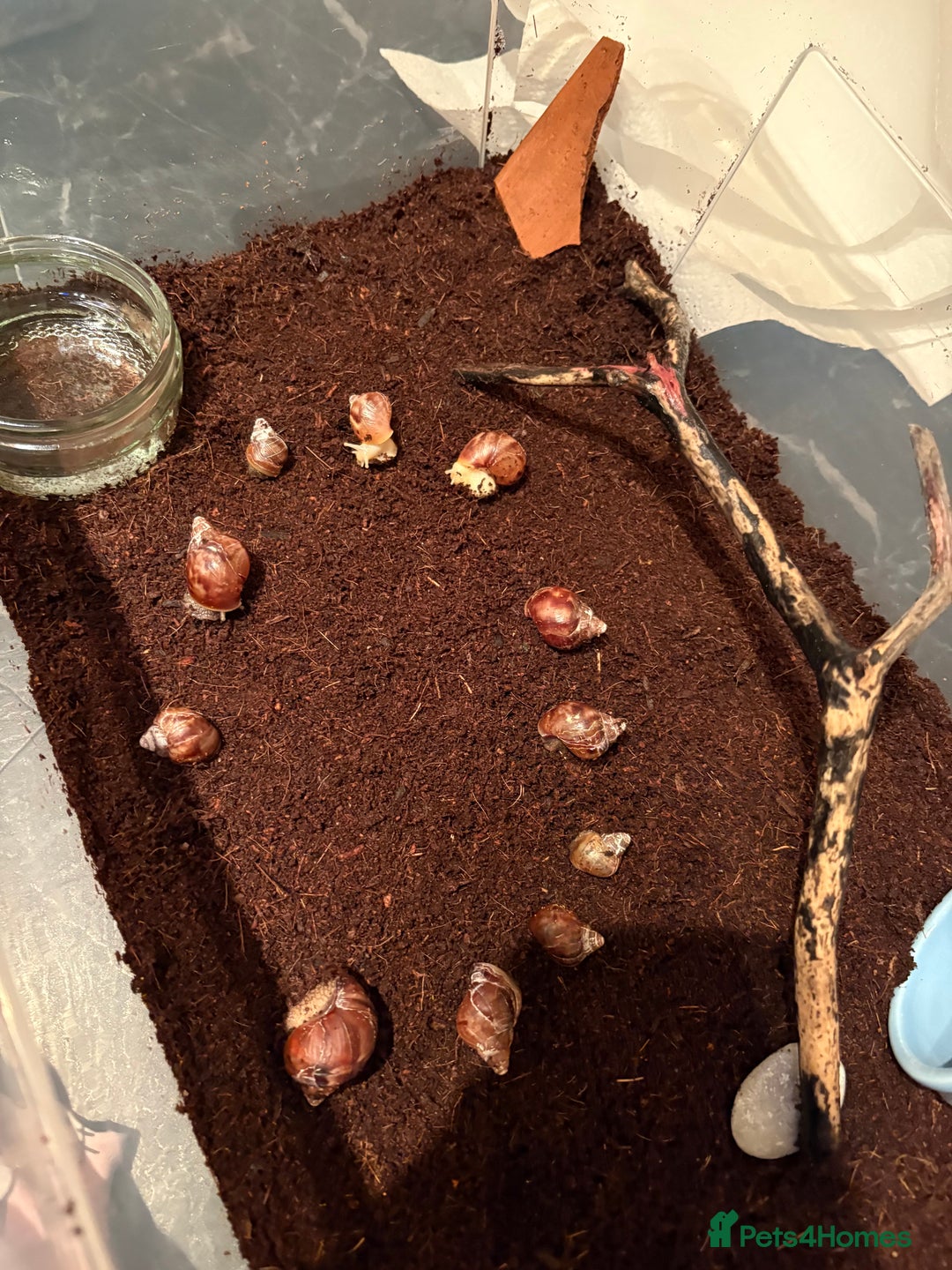 Snails invertebrates for sale: Giant African land snails  - Image 4
