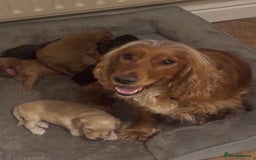 Cockapoo dogs for sale: Stunning F1 Cockapoos from H/Tested KC Parents!! - Image 19