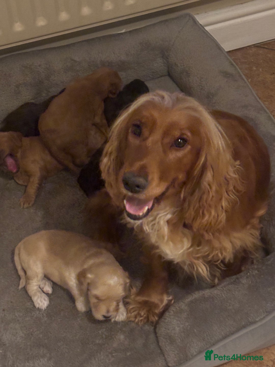 Cockapoo dogs for sale: Stunning F1 Cockapoos from H/Tested KC Parents!! - Image 19