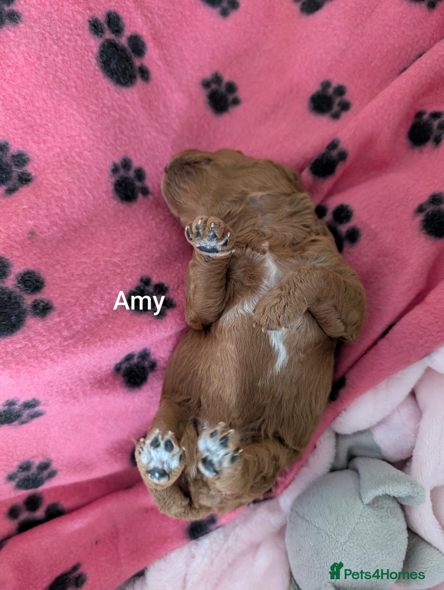 Cavapoo dogs F1B Deep Fox Red Toy DNA Clear Puppies  - Advert 2