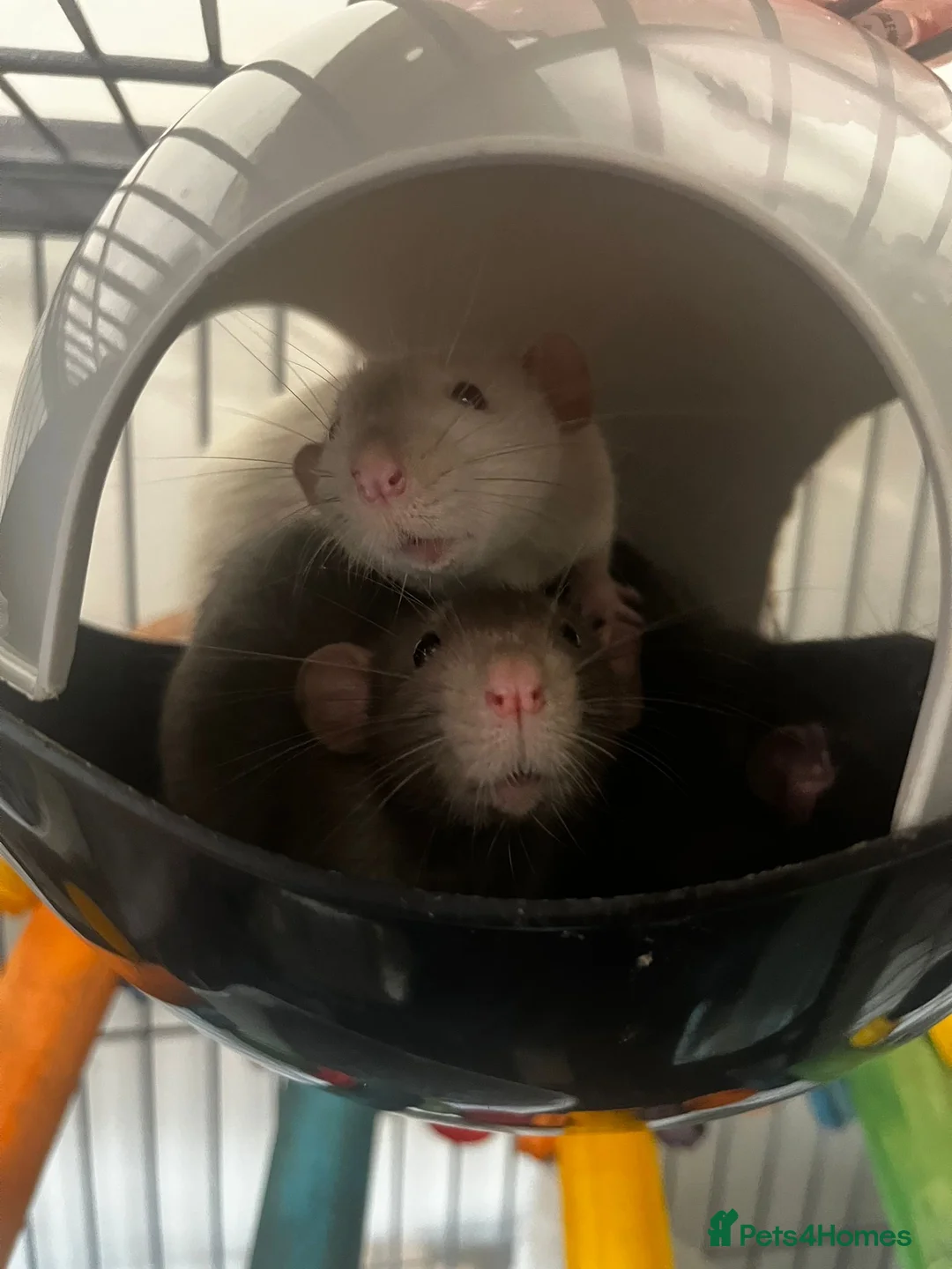 Rat rodents for sale: 4 Male Dumbo rats and complete set up for sale  in Esher - Advert 2