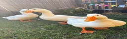 Ducks poultry for sale: Aylesbury Ducks in Tonbridge - Advert 6
