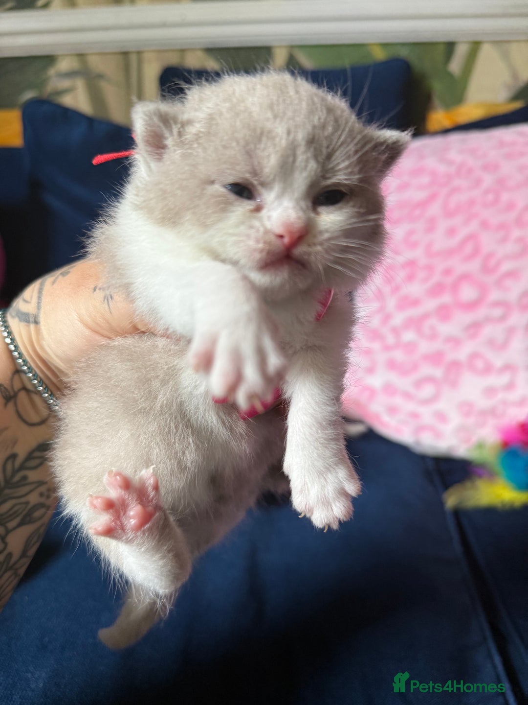 British Shorthair cats for sale: British Shorthair Champion Line kittens 🏆🥇😻 - Image 19