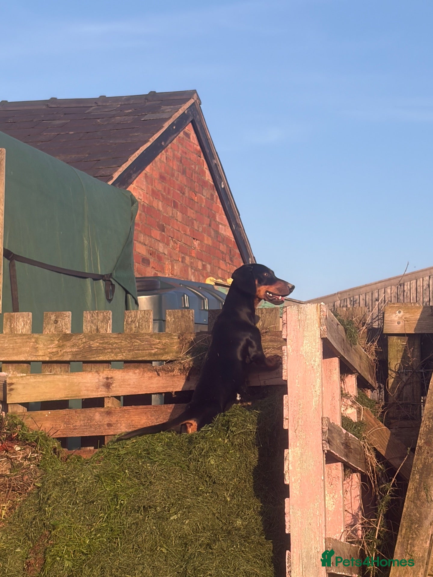 Dachshund dogs Scotty Dachshund  - Advert 6