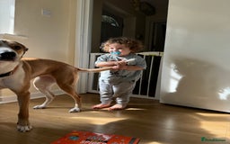 Mixed Breed dogs for sale: Honey  - Image 2