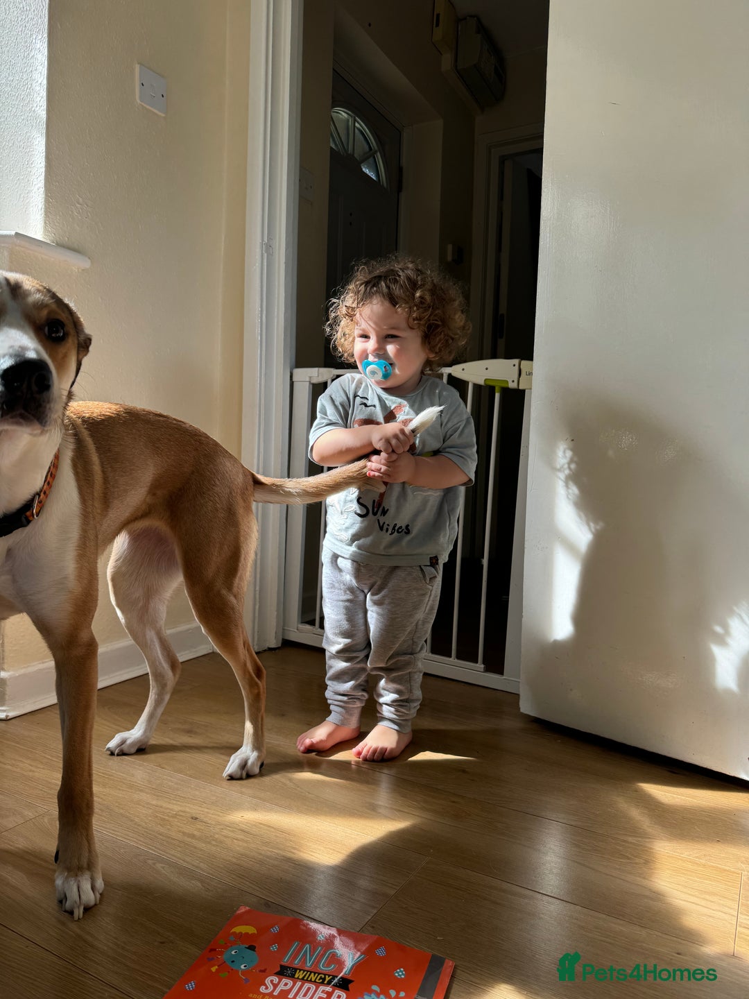 Mixed Breed dogs for sale: Honey  - Image 2