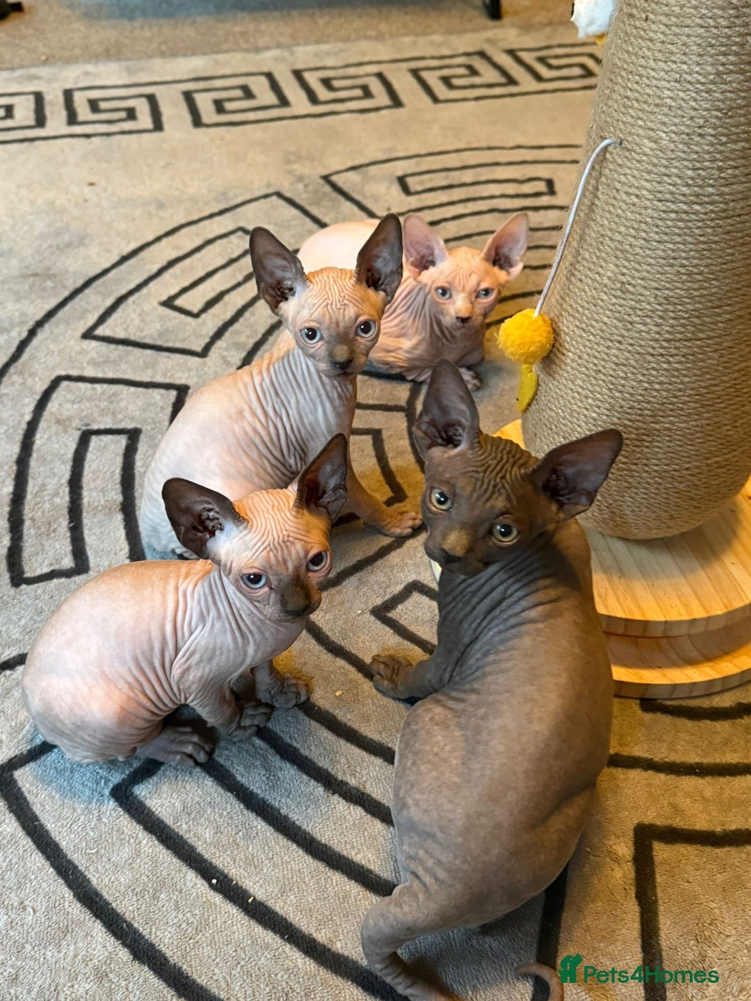 Sphynx cats for sale: Beautiful Sphynx Kittens Available  - Image 2
