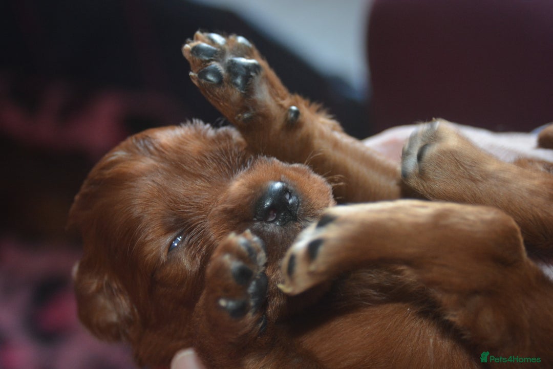 Irish Setter dogs for sale: Quality Irish setter puppies KC Registered - Advert 36