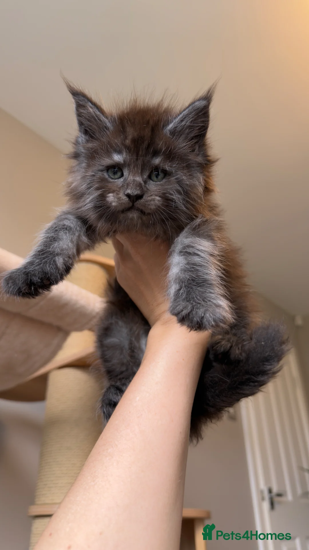 Maine Coon cats for sale: TICA Reg/Health Tested/Russian Imported Parents⭐️ - Advert 2