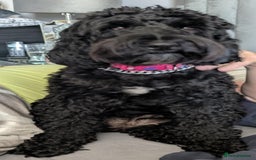 Cockapoo dogs for sale: Cockapoo puppys  - Image 1