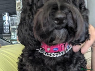 Cockapoo dogs - Advert 12