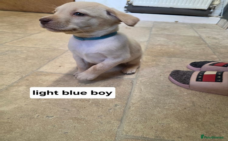 Labrador Retriever dogs Mr Neil Houston - Advert 1