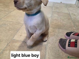 Labrador Retriever dogs Mr Neil Houston - Advert 1