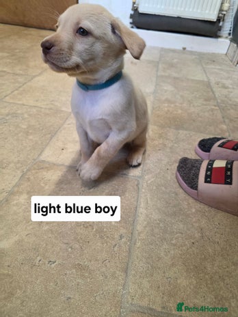 Labrador Retriever dogs Mr Neil Houston - Advert 1