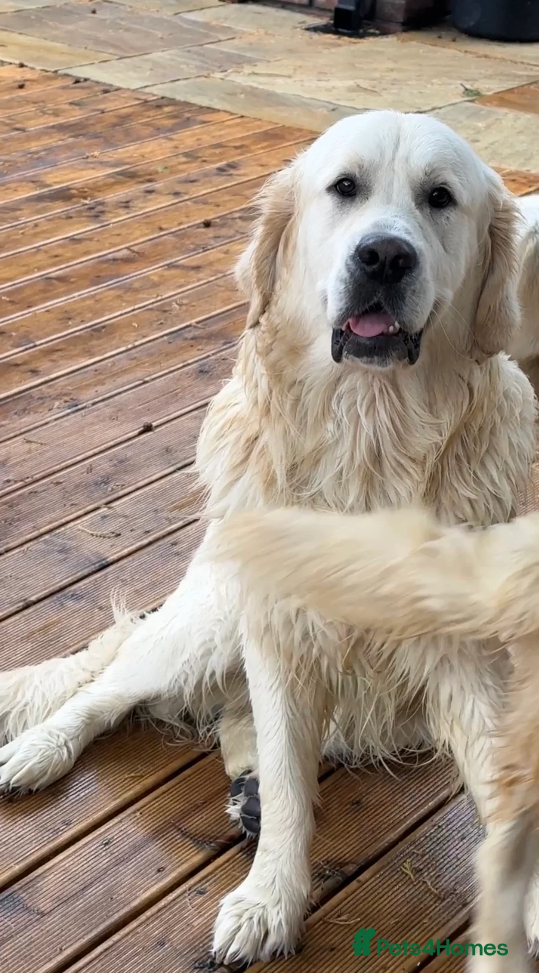 Golden Retriever dogs for stud: STUD KC FULLY HEALTH TESTED PROVEN TRAMIN IMPORT  in Blackpool - Advert 5