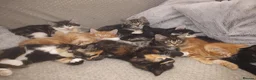 Mixed Breed cats for sale: Beautiful 2 litters of kittens available - Advert 1