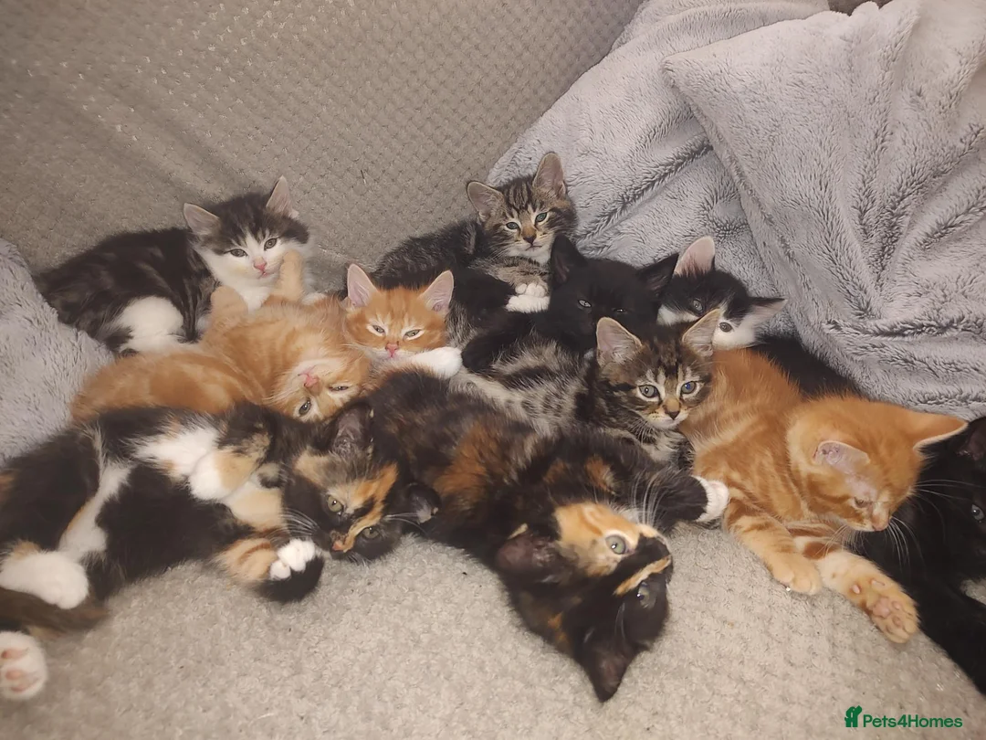 Mixed Breed cats for sale: Beautiful 2 litters of kittens available - Advert 1