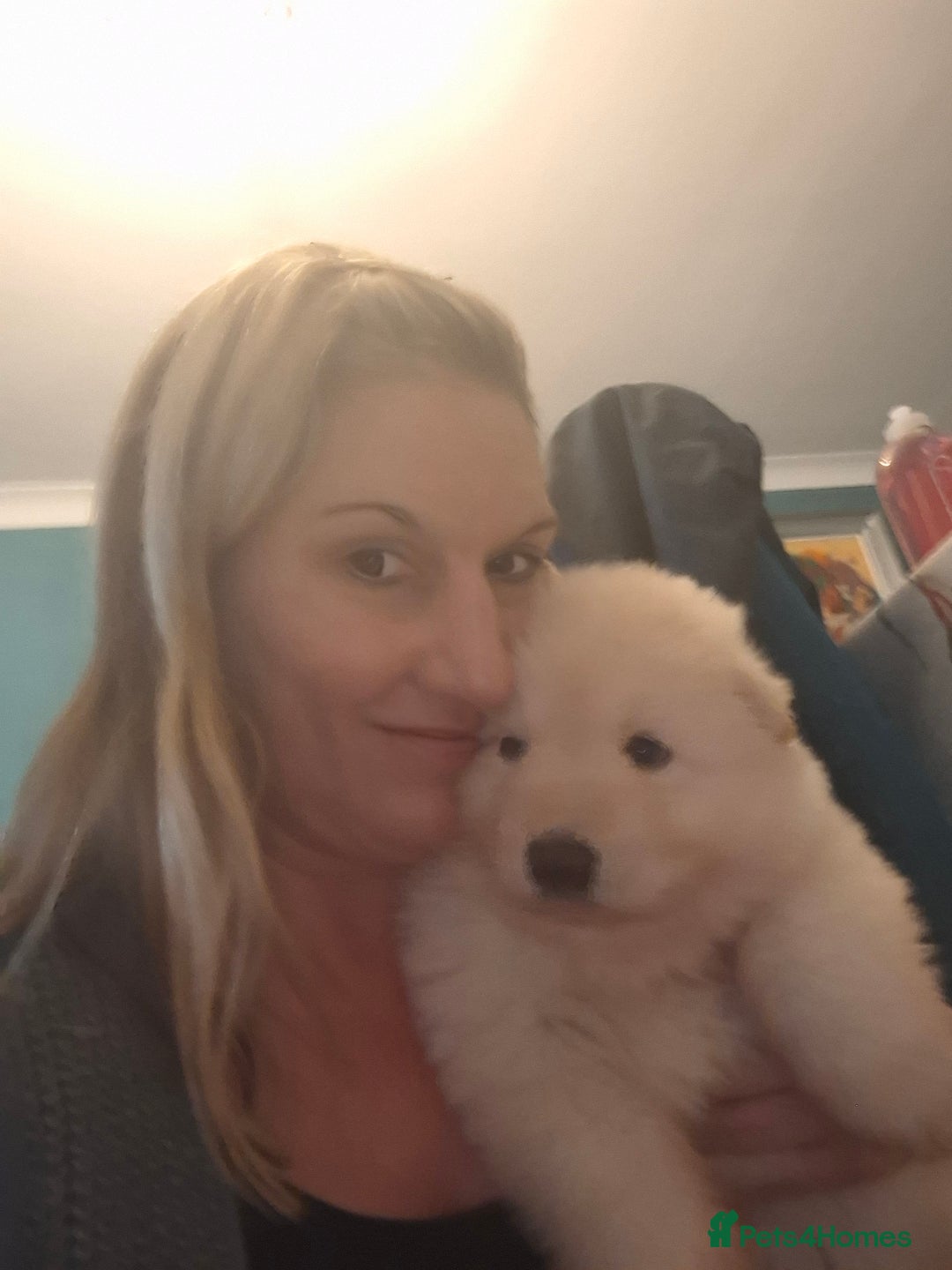 German Shepherd dogs for sale: White German Shepherd - Image 4