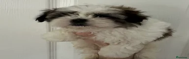 Shih Tzu Puppy 1
