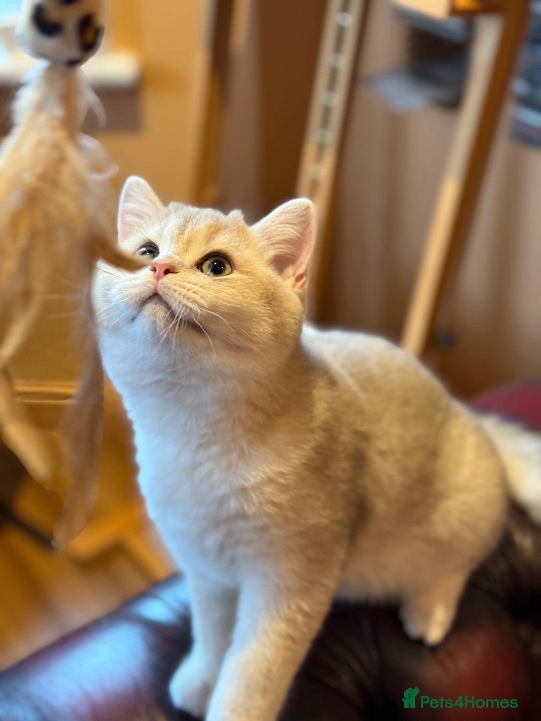 British Shorthair cats for sale: Pet or Active AY11/12 sired by x4 Champion - Advert 20