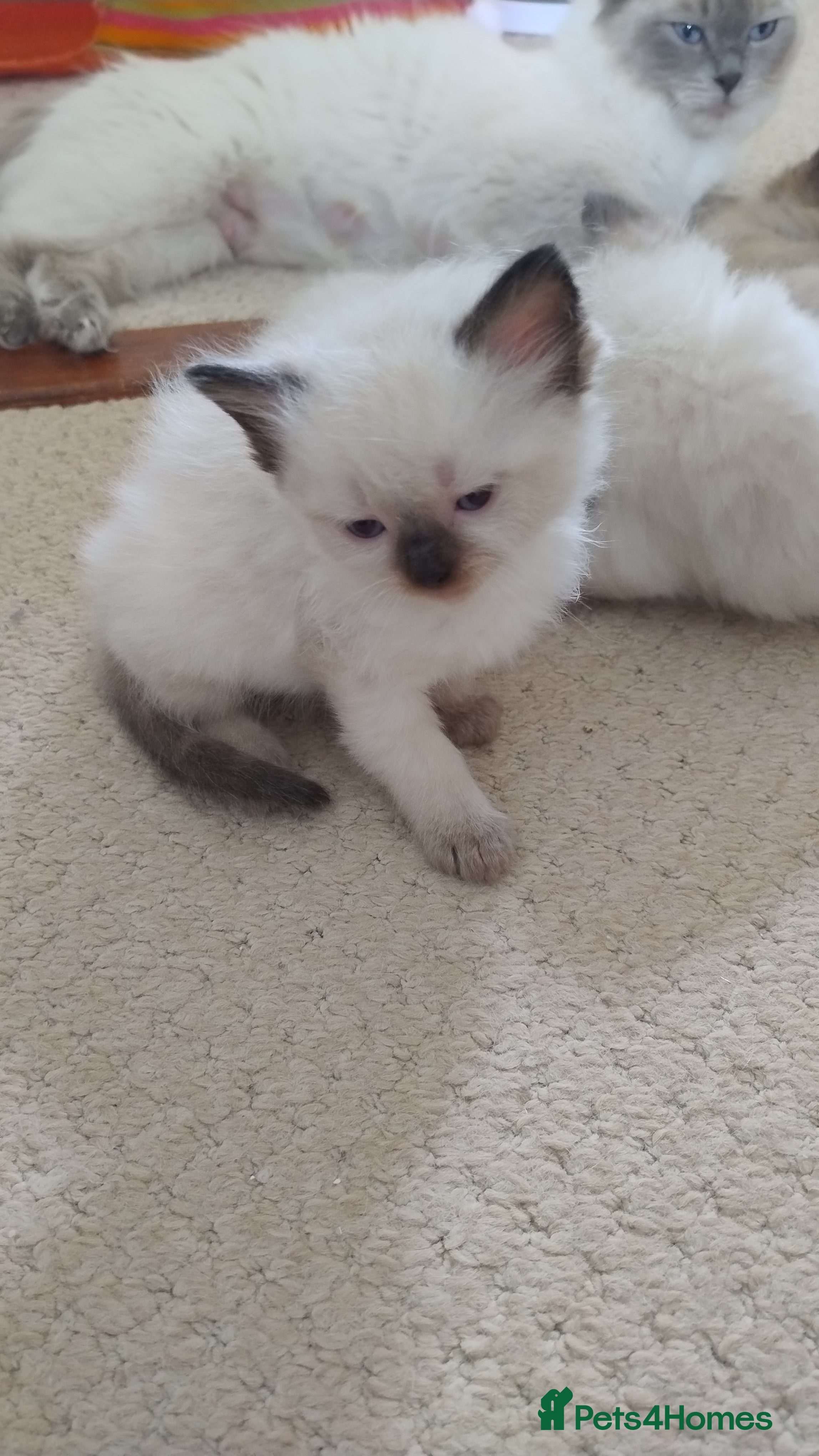 Ragdoll cats Pure bred Ragdolls need loving homes - Advert 2