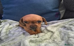 Mixed Breed dogs for sale: Mini dachshund cross puppies  - Image 6
