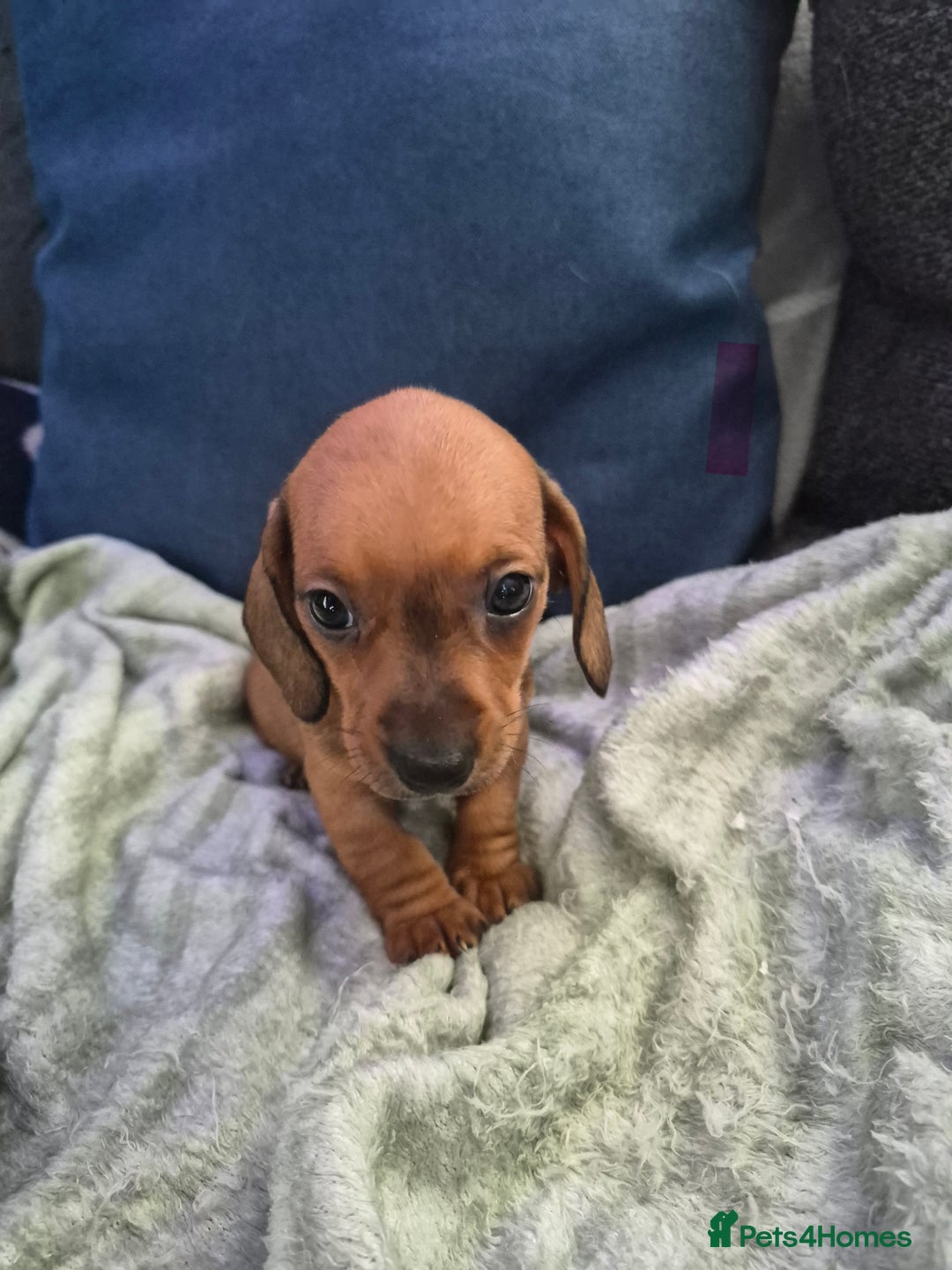 Mixed Breed dogs for sale: Mini dachshund cross puppies  - Image 6