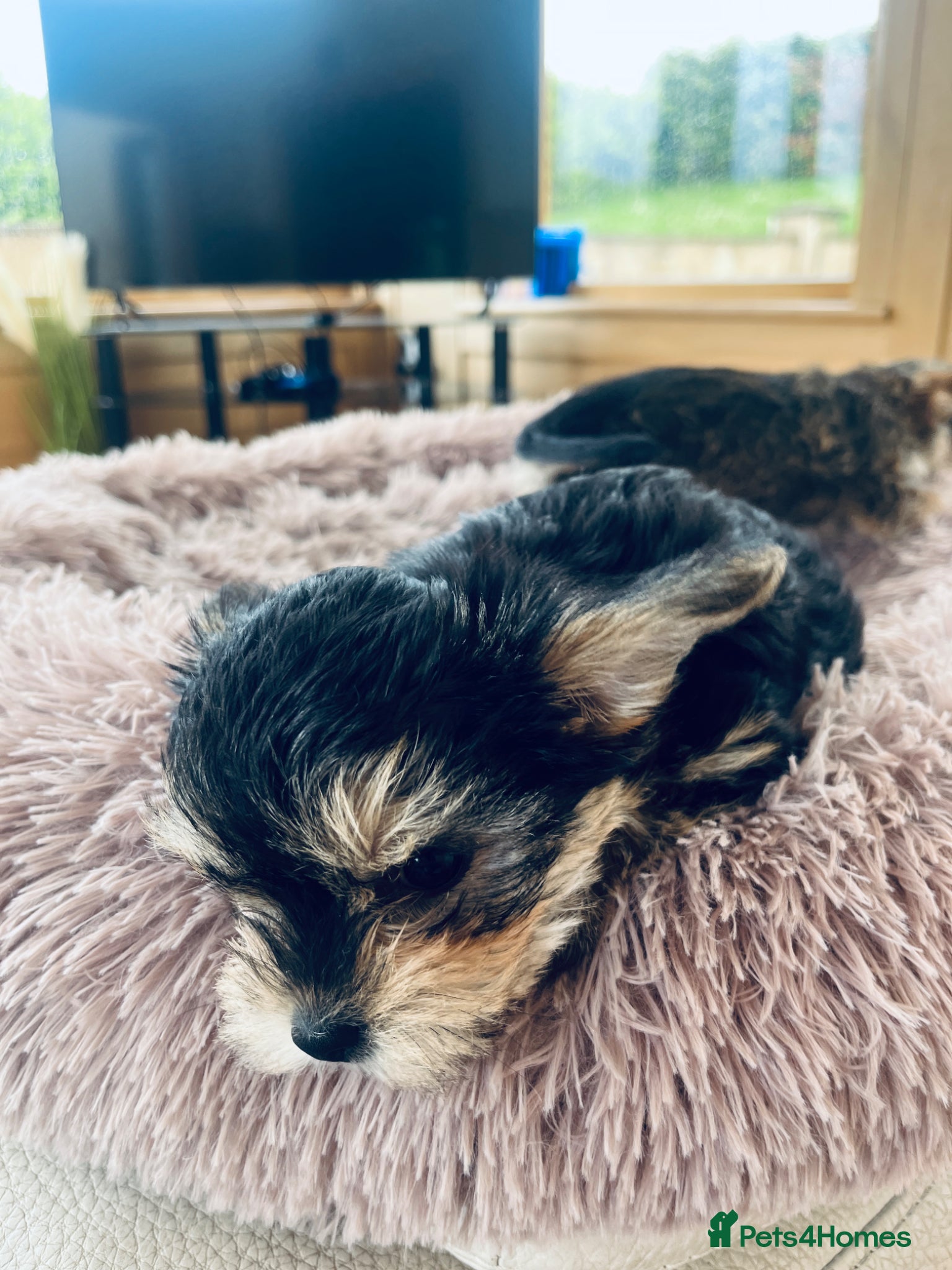 Mixed Breed dogs for sale: 2 female Yorkie pups ready for their forever home  - Advert 7