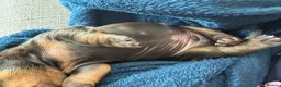 Miniature Dachshund dogs for sale: Beautiful miniature dachshund puppies  in Wednesbury - Advert 34