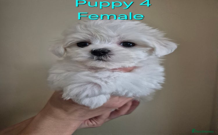 Maltese dogs - Advert 1