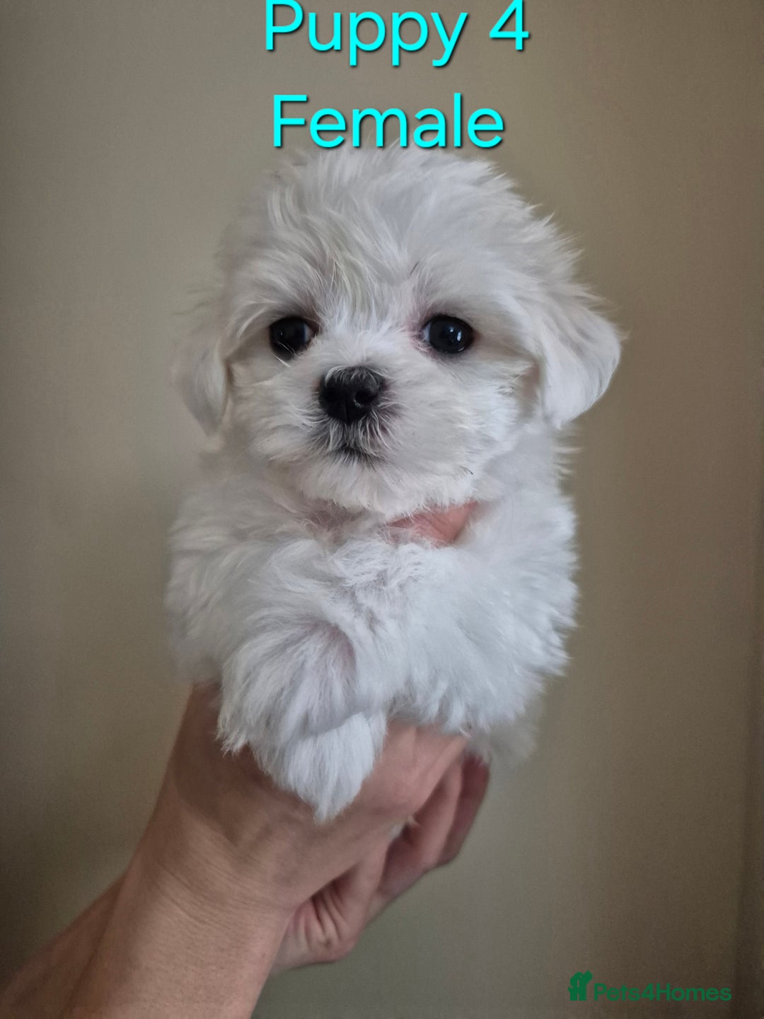 Maltese dogs for sale: Maltese Mini - Image 1