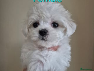 Maltese dogs - Advert 1