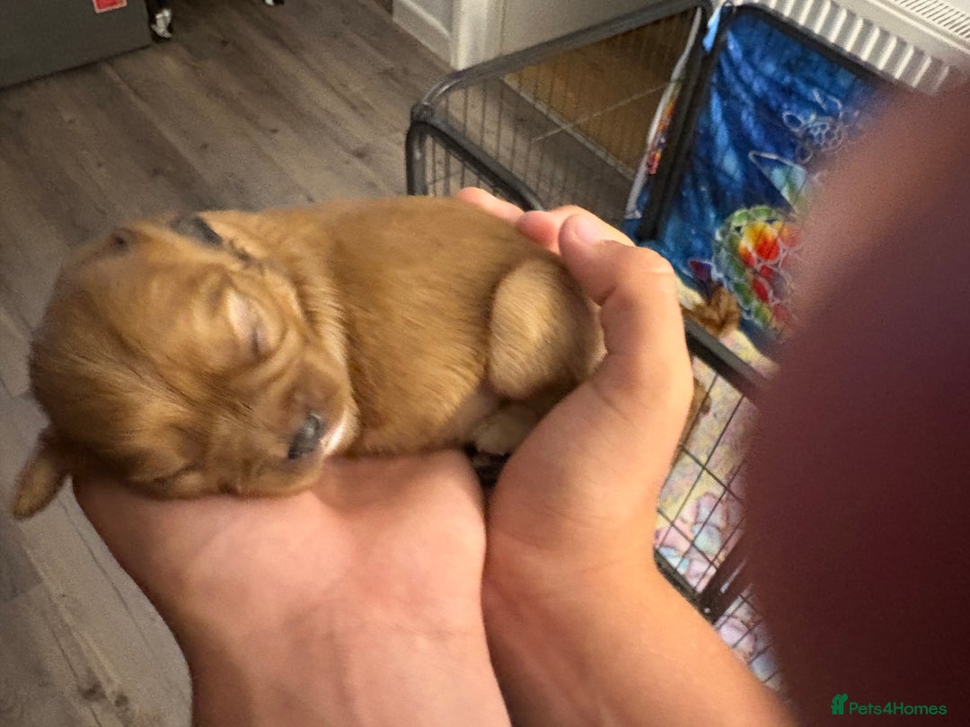 Cavalier King Charles Spaniel dogs for sale: Cavalier King Charles spaniels  - Image 2